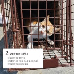 다옴티엔알 | 카드뉴스 - 잠깐, 우리는 지금 올바른 방법으로 TNR을 진행하고 있나요?