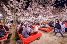 Cherry blossom etiquette in Japan | Cathay