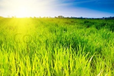 Green grass and sunshine on sky | Stock Photo | Colourbox
