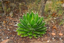 Round prickly cactus on the dry soil | Stock Photo | Colourbox