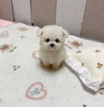 심쿵하개강아지고양이분양강서점 | 국내유일 안심분양 서비스 - 도그짱
