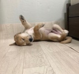 보배진돗개판매장 | 진돗개 무료분양, 강아지무료분양 진돗개 무료분양합니다. 도그짱 No