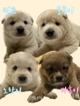 보배진돗개판매장 | 진돗개 무료분양, 강아지무료분양 진돗개 무료분양합니다. 도그짱 No