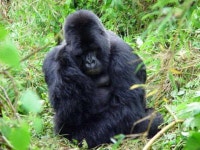 ESA - Gorilla in Virunga Volcanoes National Park Gorilla in Virunga Volcanoes National Park
