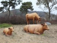 동산슈퍼식육점 | 동산교낚시 > 광시한우 비손정육점 : 낚시사랑