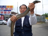 우리동네횟집삼원낚시 | 김포삼원낚시 통신원속보 > 5월10일강화와 김포권입니다 ....... : 낚시사랑