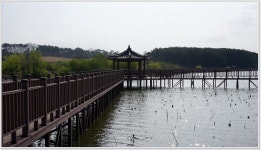 진천비단잉어전시장 | 어신 > 잉어 산란이 붙은 충북 진천의 신척지(덕산지)에서. : 낚시사랑