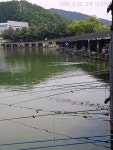 진우낚시터 유료낚시터 > 일욜 붕어 방류와 조황정보.... : 낚시사랑