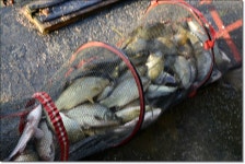 산우물낚시터 유료낚시터 > 멋진 찌올림과 당찬 손맛...풍요로움이 함께 하는곳 산우물낚시터 : 낚시사랑