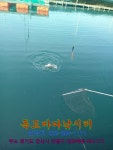 독도바다낚시터 바다낚시조황 > 2020년 01월 17일 독도 바다 좌대 미니노지 조황 : 낚시사랑