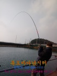 독도바다낚시터 바다낚시조황 > 2020년 01월 19일 독도 바다좌대 미니노지 랍스타 조황 : 낚시사랑