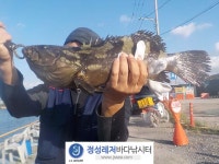 정성바다낚시터 바다낚시조황 > 9월 19일(월) 조황 : 낚시사랑