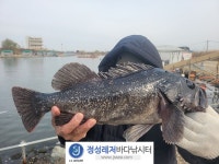정성바다낚시터 바다낚시조황 > 12월 13일(금) 조황 : 낚시사랑