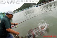 대부도바다낚시터 바다낚시조황 > 2025년 9월 12일 금요일 자바리 홍돔 병어돔 참돔 돗돔 점성어등 조황 : 낚시사랑