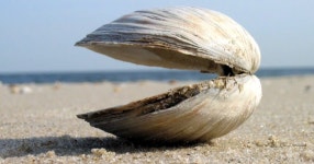 Did prehistoric Puerto Ricans make clam chowder? - Archaeology - Haaretz.com Did prehistoric Puerto Ricans make clam chowder?