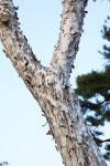Foto aus Naver-Suchergebnissen 4