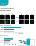 효율 좋은 Transfection Reagent - Solfect | 연구용제품 > Bio마켓 | BRIC