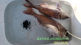 글로리호 3월 9일 조황입니다.