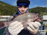 (곤리,풍화)신광레져 참돔 전갱이 우럭 마릿수 조황
