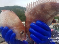(곤리,풍화)신광레져 흘림 꼬라박기 참돔 조황