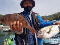 (곤리,풍화)신광레져 흘림 꼬라박기 참돔 조황