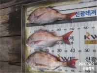 (곤리,풍화)신광레져 흘림 꼬라박기 참돔 조황