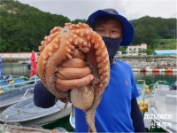 (마당여, 소장군도)신광레져 돌문어 전갱이 조황