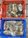 (南)남해조황 - (진해해원피싱) 오늘 대갑 사냥 다녀왔습니다 갑오징어 일요일 부터 출조합니다(예약가능)