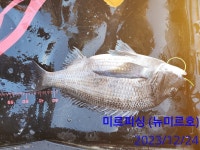 12/24 남해 미르피싱 감성돔흘림 조황!!