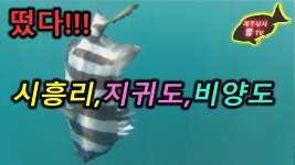 제주도 이곳저곳을 돌아봤습니다.(시흥리,지귀도,비양도)
