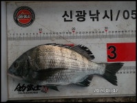 가덕 신광낚시 조황입니다...