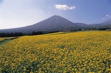 【全国】黄色い絨毯のような絶景”菜の花畑”30選!まるで絵本の中みたい♪(3) - じゃらんnet