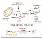POSTECH-KIST, 공진화(共進化) 잔해물의 단백질 분해신호 발견 5년간 연구 끝 새로운 생명의 비밀 밝혀내 | 한국과학기술연구원 POSTECH-KIST...