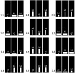 Wistar Male Rats (Rattus norvegicus domestica) Are Aware of Their Dimensions