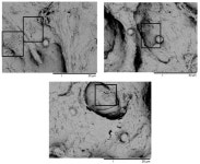 Screening of Azo-Dye-Degrading Bacteria from Textile Industry Wastewater-Activated Sludge