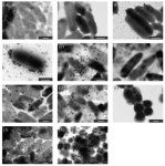 Deposition of Lead Phosphate by Lead-Tolerant Bacteria Isolated from Fresh Water near an Abandoned Mine