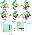 Structural and Biological Basis of Alphacoronavirus nsp1 Associated with Host Proliferation and Immune Evasion