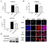 Infectious Bronchitis Virus Nsp14 Degrades JAK1 to Inhibit the JAK-STAT Signaling Pathway in HD11 Cells