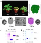 Facile Purification and Use of Tobamoviral Nanocarriers for Antibody-Mediated Display of a Two-Enzyme System