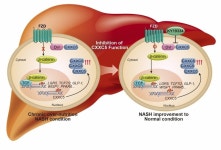 메디포뉴스 씨케이리제온, 윈트신호전달계 제어하는 경구용 NASH 치료제 개발