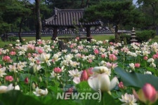 Foto de resultados de búsqueda de Naver 3