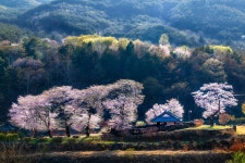 밀양시산림조합(1종) | - 산림조합중앙회