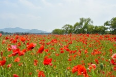 Foto aus Naver-Suchergebnissen 4