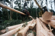 (주)대덕목재(3종) | 정왕목재
