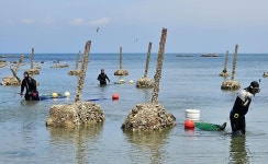 Foto aus Naver-Suchergebnissen 4