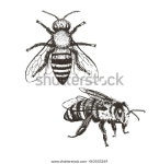 비빈티지 세트갈색 및 흰색 그래픽 푸들 스톡 벡터(로열티 프리) 463503269 | Shutterstock