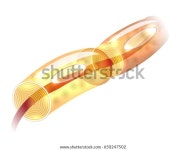 신경론, 신경세포 축색돌기, 미엘린 세아틱 물질 스톡 벡터(로열티 프리) 650247502 | Shutterstock