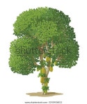 포혼 낭카 Jackfruit Tree)는 흰색 배경에 스톡 벡터(로열티 프리) 2250436811 | Shutterstock