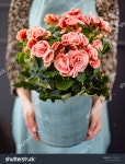 대원상사이오니아 | 비오니아 스톡 사진 1072632521 | Shutterstock