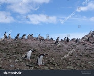 4개의 Antarctica sejong base 로열티 프리 이미지 및 스톡 사진 | Shutterstock